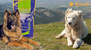 Hvorfor velger stadig flere kornfritt hundefôr?